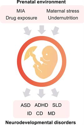 Prenatal Environment and Neurodevelopmental Disorders